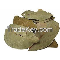 SUN-DRIED AVOCADO LEAVES / WHOLE FORM / NO PRESERVATIVES