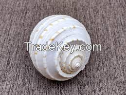 PURE SEA SHELL DECOR / SPOTTED TUN STYLE