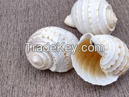 PURE SEA SHELL DECOR / SPOTTED TUN STYLE