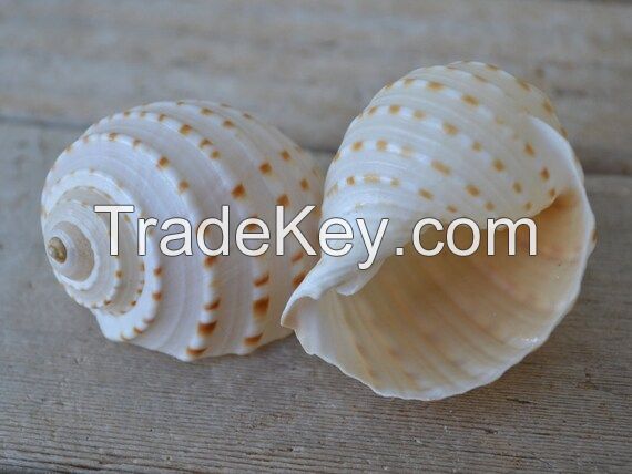 PURE SEA SHELL DECOR / SPOTTED TUN STYLE