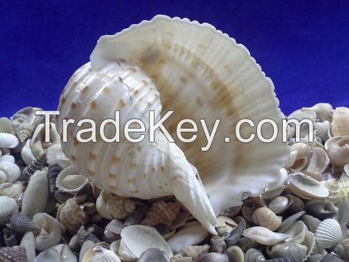 PURE SEA SHELL DECOR / SPOTTED TUN STYLE