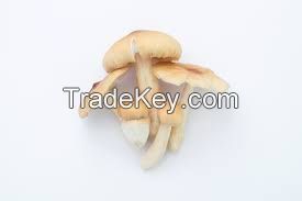 PLANTMOR TERMITE FUNGUS BLEND