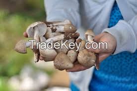 PLANTMOR TERMITE FUNGUS BLEND