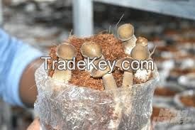 FORESTMILD TERMITE POWDER