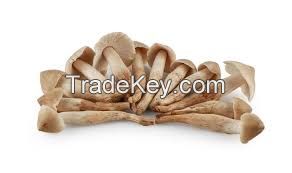 EARTHROOT MUSHROOM POWDER