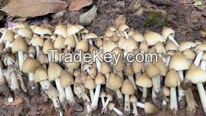 HERBAGRO MUSHROOM BASE