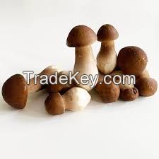 HERBAGRO MUSHROOM BASE