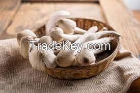 PLANTMOR TERMITE FUNGUS BLEND