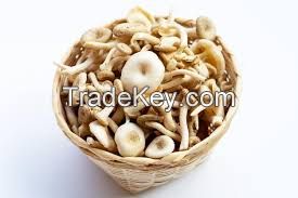EARTHROOT MUSHROOM POWDER