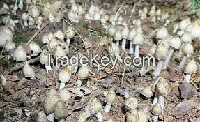 HERBAGRO MUSHROOM BASE