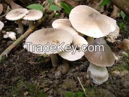 HERBAGRO MUSHROOM BASE