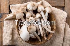 PLANTMOR TERMITE FUNGUS BLEND