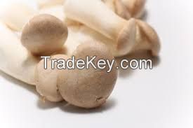EARTHROOT MUSHROOM POWDER