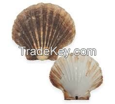 PLANT-DERIVED SHELL LEAVES Ã¢ï¿½ï¿½ CLEAN FORMULA
