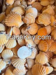 PLANT-DERIVED SHELL LEAVES Ã¢ï¿½ï¿½ CLEAN FORMULA