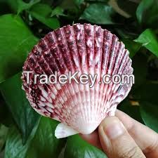 PURE BOTANICAL SHELLS FOR WELLNESS SUPPORT