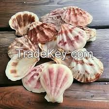 PLANT-DERIVED SHELL LEAVES Ã¢ï¿½ï¿½ CLEAN FORMULA