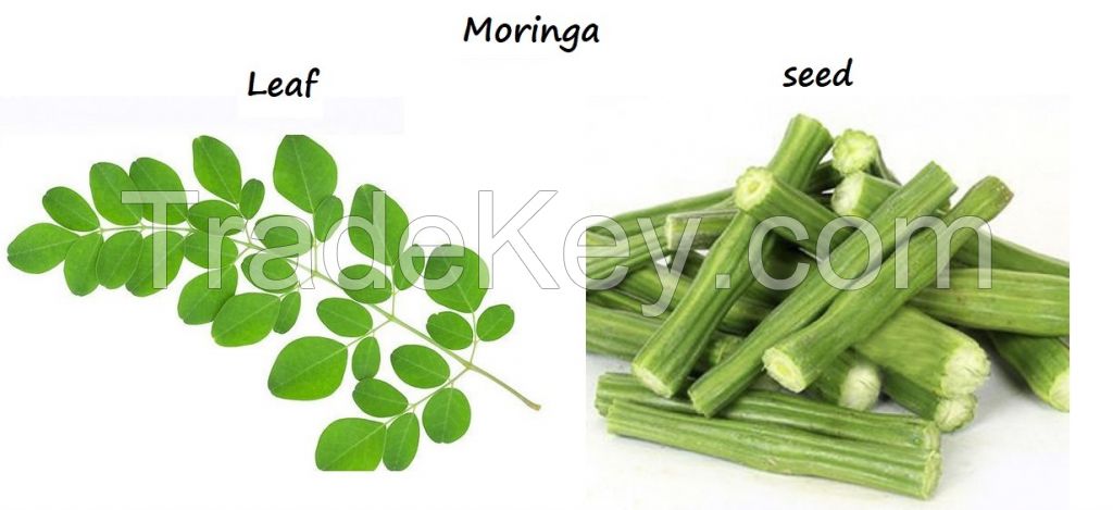 Moringa leaf