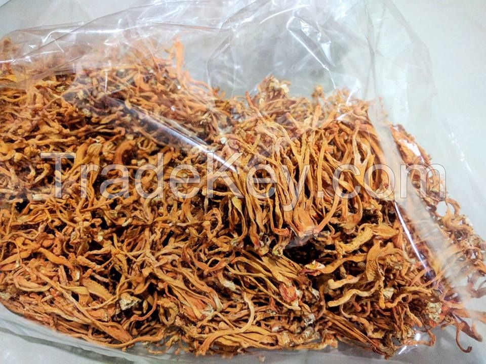 Super A+ Dried Cordyceps sinensis / Yasargumba / Caterpillar Fungus