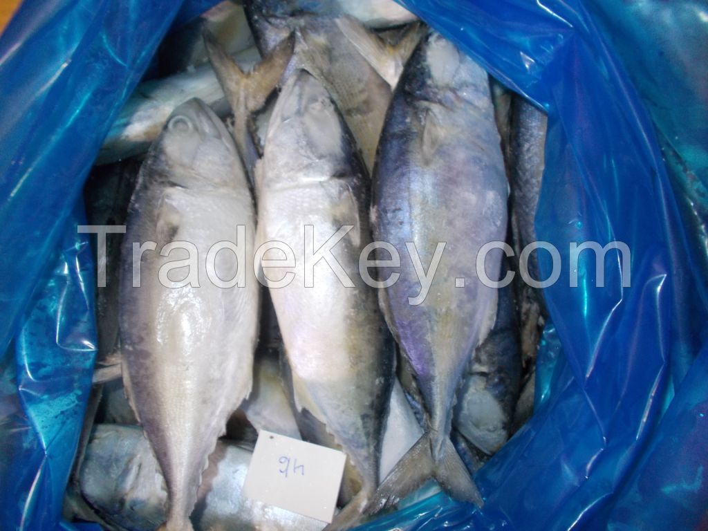 RIBBONFISH, YELLOW CROAKER, SILVER CROAKER, INDIAN MACKEREL, SQUID, CUTTLE FISH ETC.....