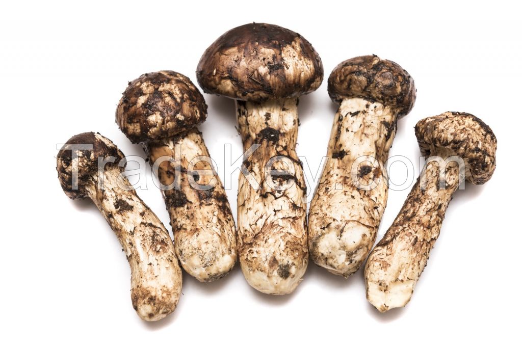 Matsutake Mushroom (pine Mushrooms)