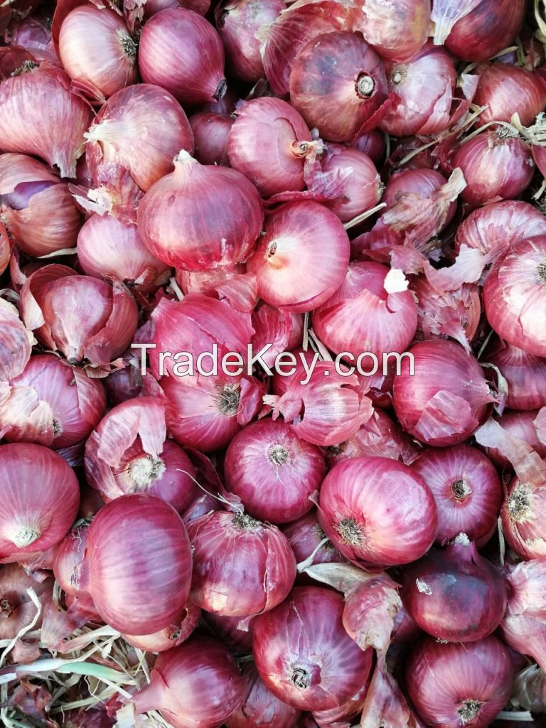 Fresh Onion