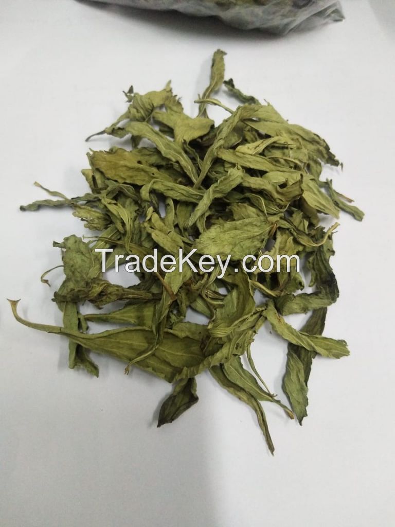 Natural stevia dry leaves extract powder