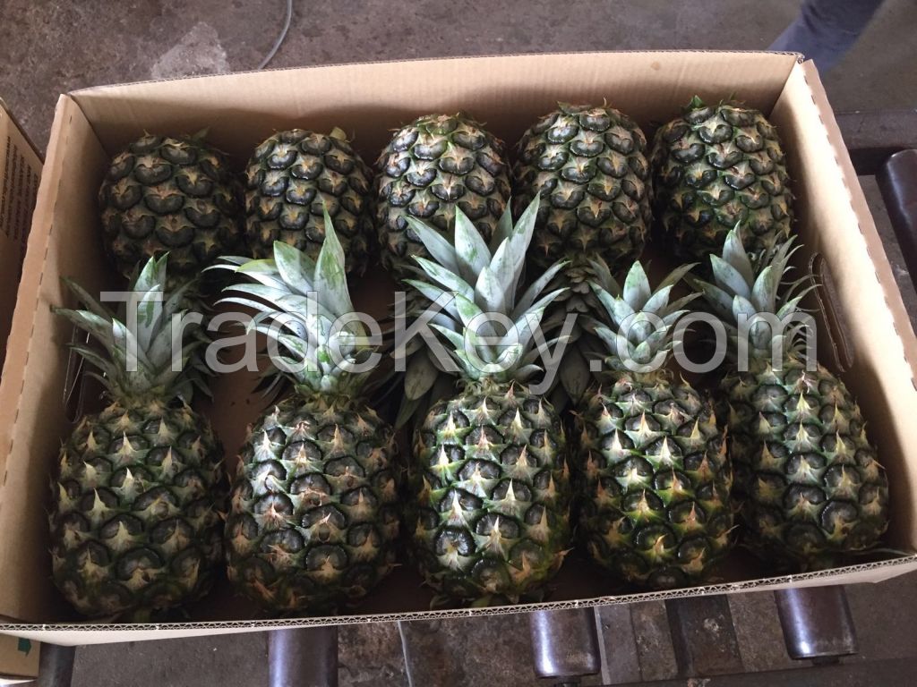 FRESH PINEAPPLE MD2