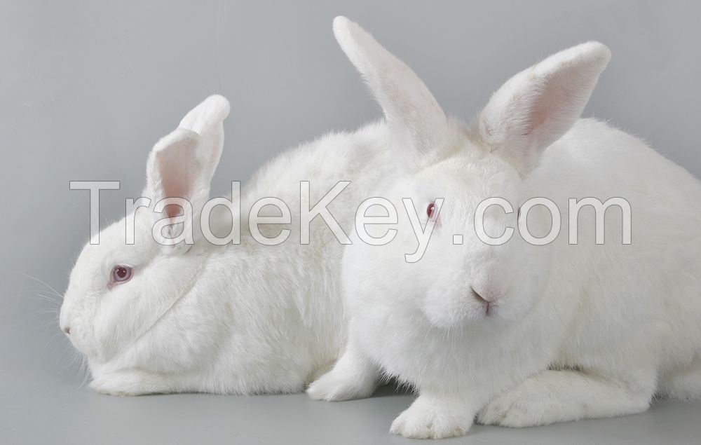 Wright Rabbits new Zealand white meat rabbits By WRIGHT RABBITS, South