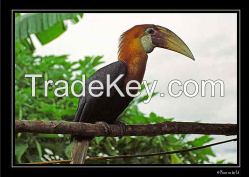 hornbill