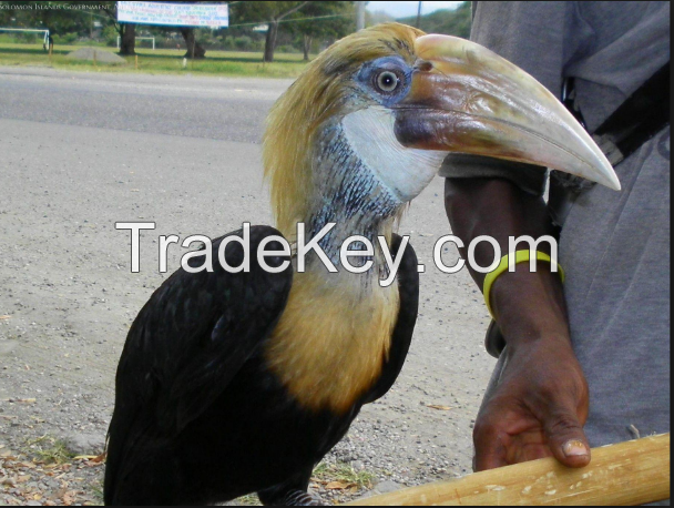 hornbill