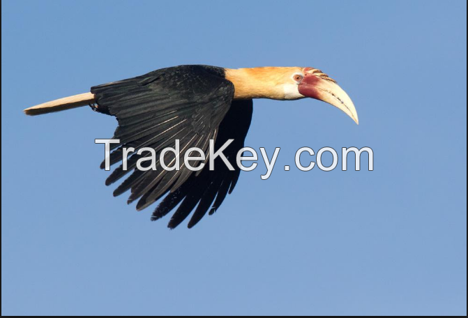 hornbill