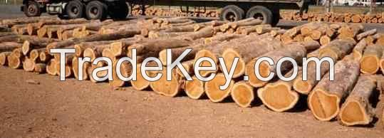 teak wood log