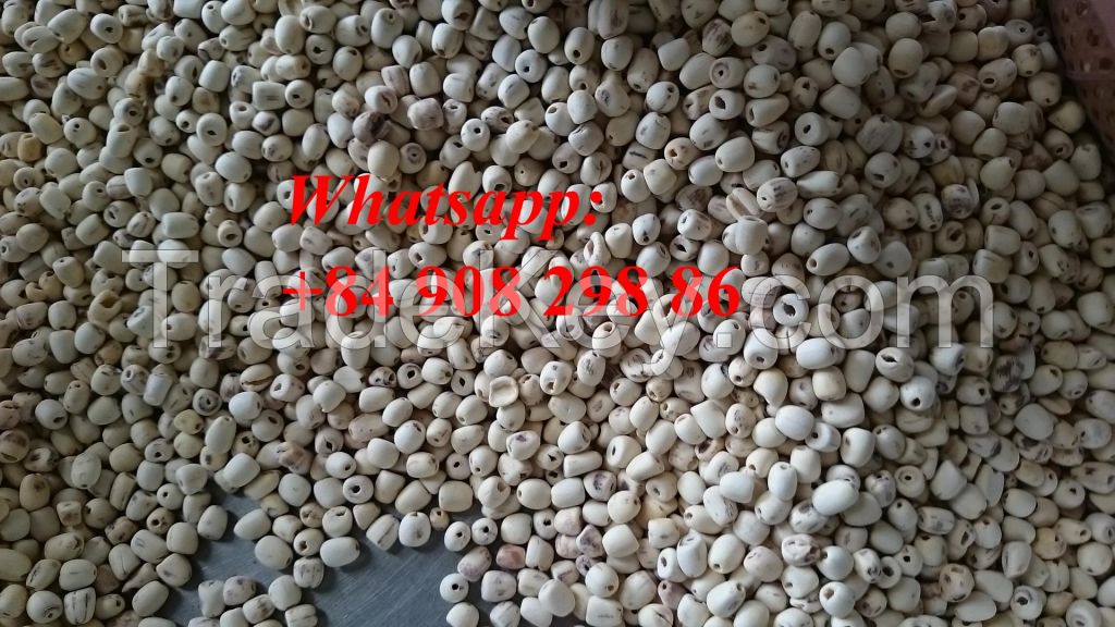 the best price lutos seeds in VIet NAm