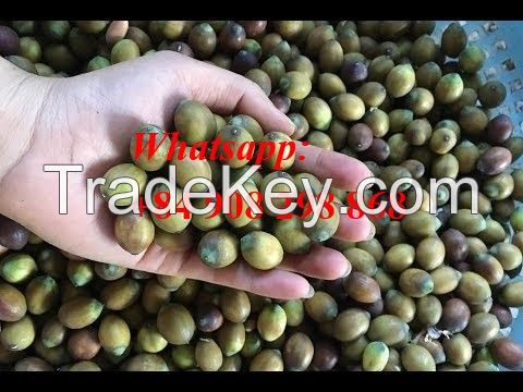 the best price lutos seeds in VIet NAm