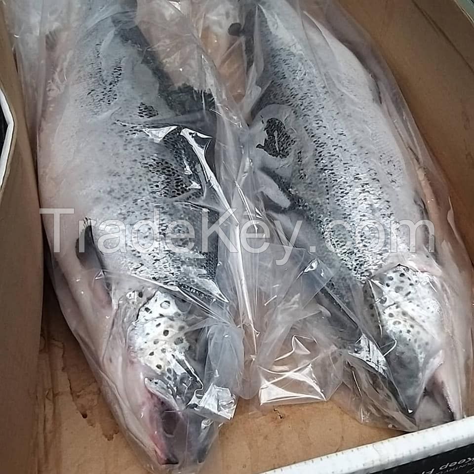 Frozen Salmon fish