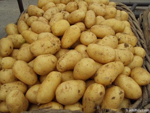holland potato crop 2012 china