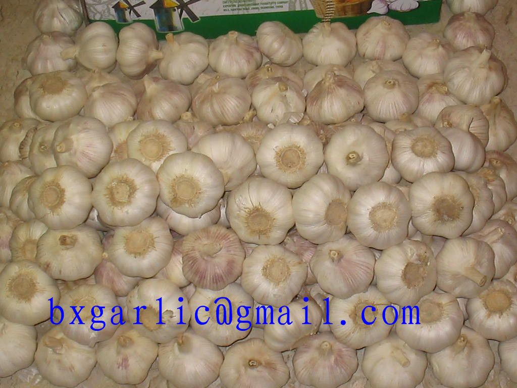 chinese crop 2013 fresh garlic