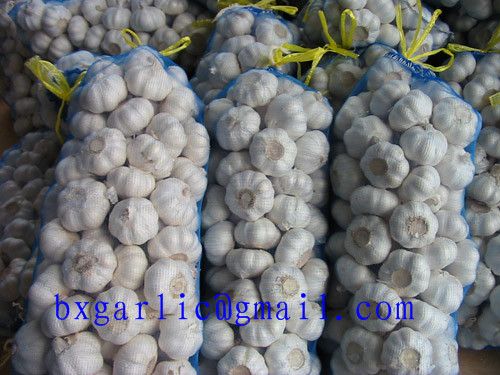 crop 2013 pure white garlic from china