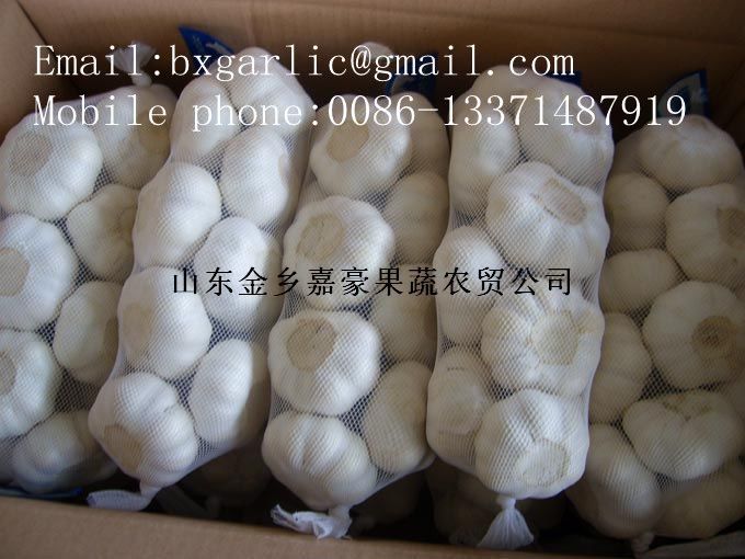 fresh normal white garlic crop 2014