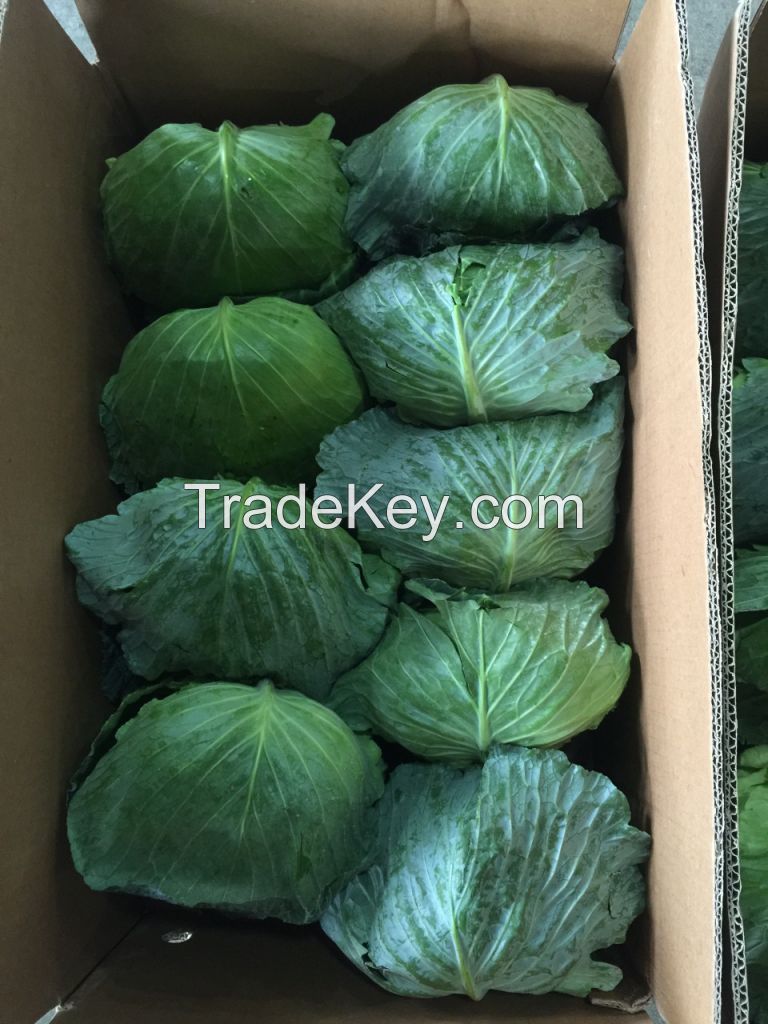 Fresh Cabbage 