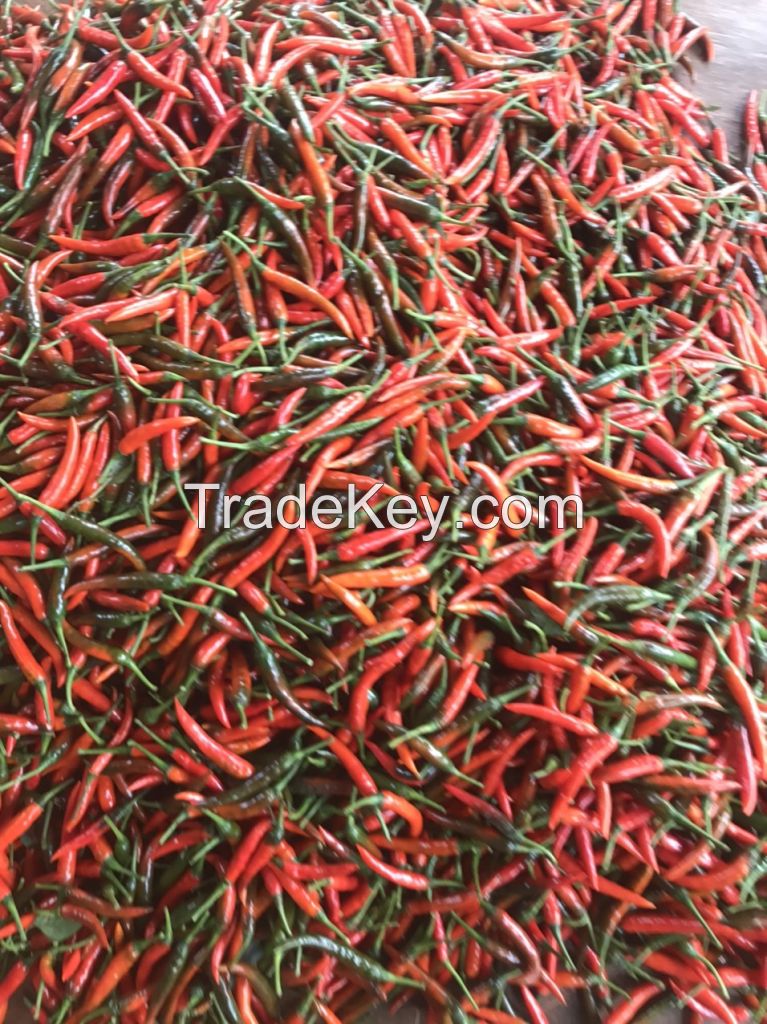 Vietnam red chili pepper export products