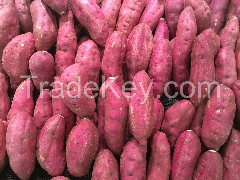 FreshÂ Japanese Sweet PotatoÂ 