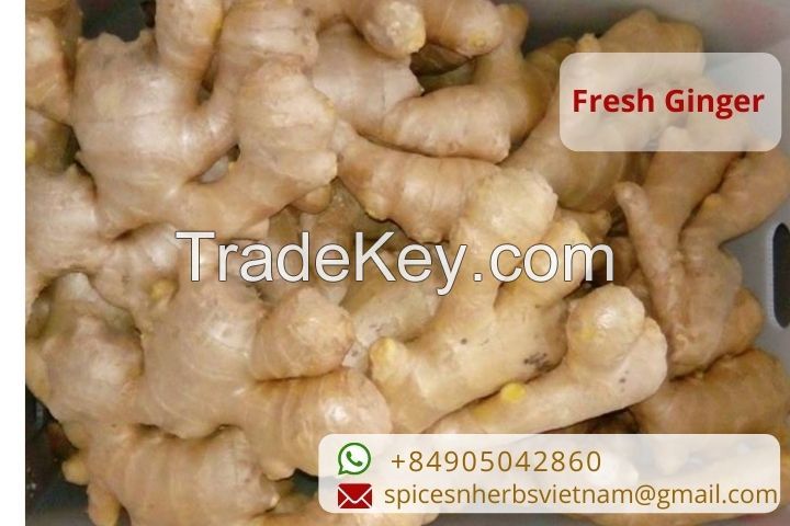 Vietnam ginger export products