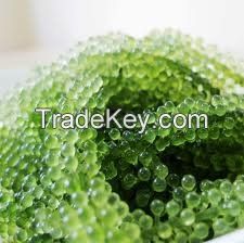 Sea Grapes