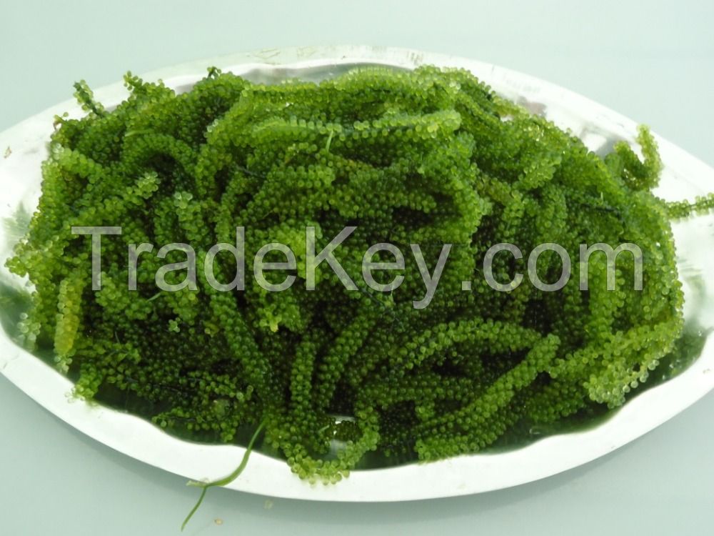 Sea Grapes