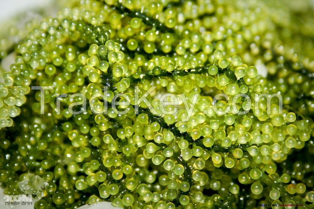 Sea Grapes