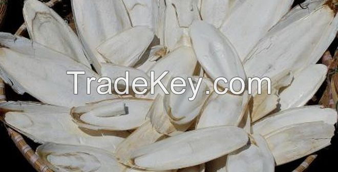 Dried Cuttlefish Bone