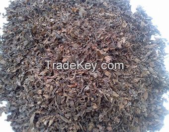 Dried Sagassum Seaweeds