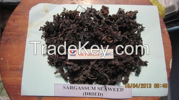 Dried Sagassum Seaweeds